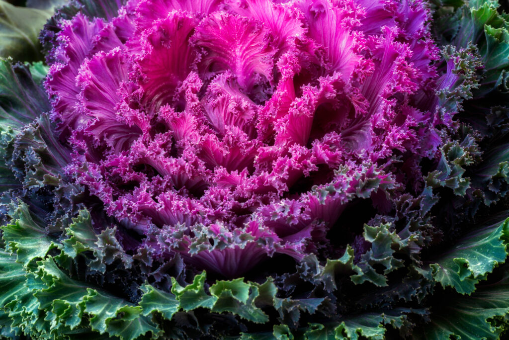 Why Kale is Good for You - IntegraPsych